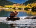 Cute wild nutria (Myocastor coypus) on a log in the water Royalty Free Stock Photo