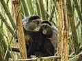 Golden Monkey Couple in the Rwanda Africa forest Royalty Free Stock Photo
