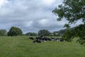 Cows resting in a field near Bollington, Cheshire Royalty Free Stock Photo
