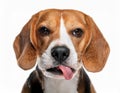 Beagle grimaces, on a white background Royalty Free Stock Photo