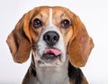 Beagle grimaces, on a white background Royalty Free Stock Photo