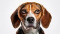Beagle grimaces, on a white background Royalty Free Stock Photo
