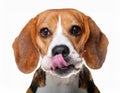 Beagle grimaces, on a white background Royalty Free Stock Photo