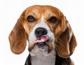 Beagle grimaces, on a white background Royalty Free Stock Photo