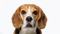 Beagle grimaces, on a white background Royalty Free Stock Photo