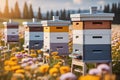 Beehives in a Vibrant Flower Field with Active Bees Royalty Free Stock Photo
