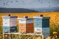 Beehives in a Vibrant Flower Field with Active Bees Royalty Free Stock Photo