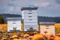 Beehives in a Vibrant Flower Field with Active Bees Royalty Free Stock Photo