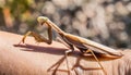 Generated image pray mantis high detailed close up Royalty Free Stock Photo
