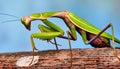 Generated image pray mantis high detailed close up Royalty Free Stock Photo