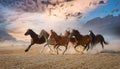 Horses close up portrait. Horse herd run gallop in desert dust against dramatic sky Royalty Free Stock Photo