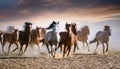 Horses close up portrait. Horse herd run gallop in desert dust against dramatic sky Royalty Free Stock Photo
