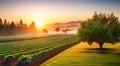 Regenerative farming With Rows Of Crops And Mountains In The Background At Sunrise Royalty Free Stock Photo