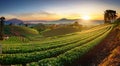 Regenerative farming With Rows Of Crops And Mountains In The Background At Sunrise Royalty Free Stock Photo