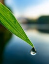 Water drop on green grass blade closeup. Nature background with copy space Royalty Free Stock Photo