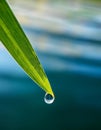 Water drop on green grass blade closeup. Nature background with copy space Royalty Free Stock Photo