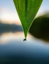 Water drop on green grass blade closeup. Nature background with copy space Royalty Free Stock Photo