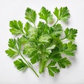 Fresh parsleys isolated on white background. Macro shot. Royalty Free Stock Photo