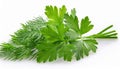 Fresh parsleys isolated on white background. Macro shot. Royalty Free Stock Photo