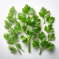 Fresh parsleys isolated on white background. Macro shot. Royalty Free Stock Photo