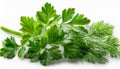 Fresh parsleys isolated on white background. Macro shot. Royalty Free Stock Photo