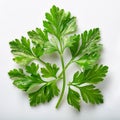 Fresh parsleys isolated on white background. Macro shot. Royalty Free Stock Photo
