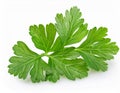 Fresh parsleys isolated on white background. Macro shot. Royalty Free Stock Photo