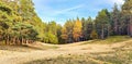 Panorama of clean pine forest next to big white sand dune in Riga Royalty Free Stock Photo
