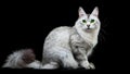 Burmilla cat sitting on black background. Royalty Free Stock Photo