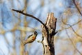 The red-belied woodpecker (Melanerpes carolinus) Royalty Free Stock Photo