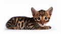 Toyger Kitten Lying on White Background. Royalty Free Stock Photo
