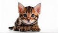 Toyger Kitten Lying on White Background. Royalty Free Stock Photo