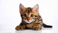 Toyger Kitten Lying on White Background. Royalty Free Stock Photo