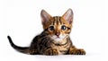 Toyger Kitten Lying on White Background. Royalty Free Stock Photo