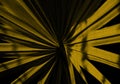 Bismarckia nobilis or Bismarck palm leaf, close up shot. Yellow and black. Royalty Free Stock Photo