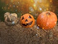 Halloween pumpkins on straw with golden bokeh background. Royalty Free Stock Photo