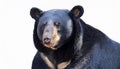 Malayan Bear isolated on white Royalty Free Stock Photo