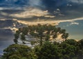Portentous canopy of an candelabra tree also known as Brazilian pine against cloudy sky Royalty Free Stock Photo
