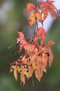 The red-colored autumn leaves of the maiden vine with their fruits Royalty Free Stock Photo
