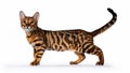 Toyger cat standing on a white background. Royalty Free Stock Photo