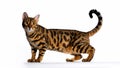 Toyger cat standing on a white background. Royalty Free Stock Photo
