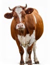 Isolated Cow on White Royalty Free Stock Photo