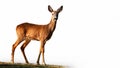 Roe deer standing isolated on white background. Royalty Free Stock Photo