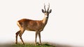 Roe deer standing isolated on white background. Royalty Free Stock Photo