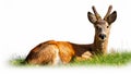 A roe deer is lying on a green lawn. Royalty Free Stock Photo