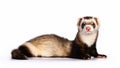 Ferret lies comfortably on a white background. Royalty Free Stock Photo
