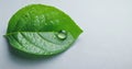 Single green leaf with water droplets on a plain background, symbolizing freshness and purity. Royalty Free Stock Photo