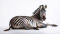 Zebra lying down, isolated on white background. Royalty Free Stock Photo
