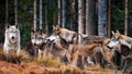A pack of wolves in the forest. Royalty Free Stock Photo