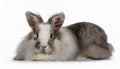 Angora Rabbit, isolated on a white background Royalty Free Stock Photo